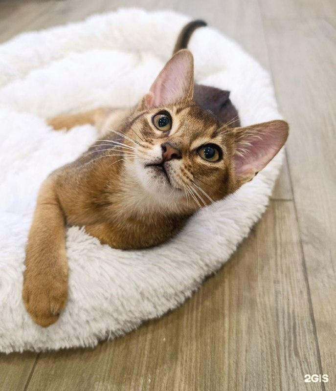 Клевер, ветеринарная клиника — груминг Москва