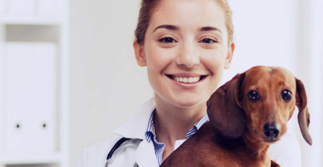 Лебеди, сеть ветеринарных центров малотравматичной хирургии и комплексного восстановления — груминг Москва