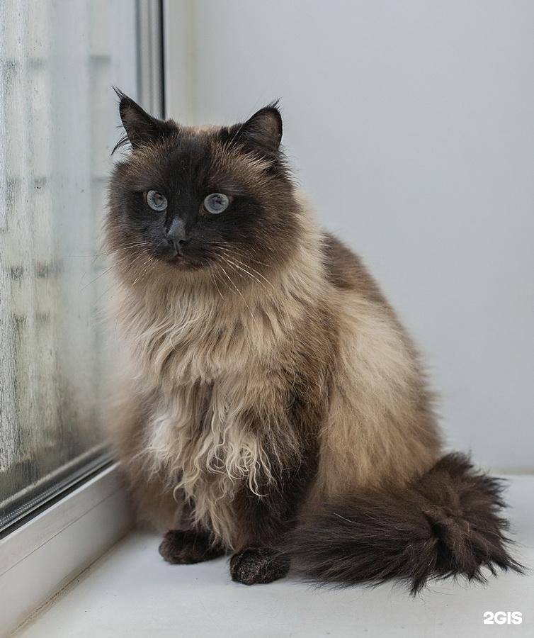 Лоранта, ветеринарный центр — груминг Москва