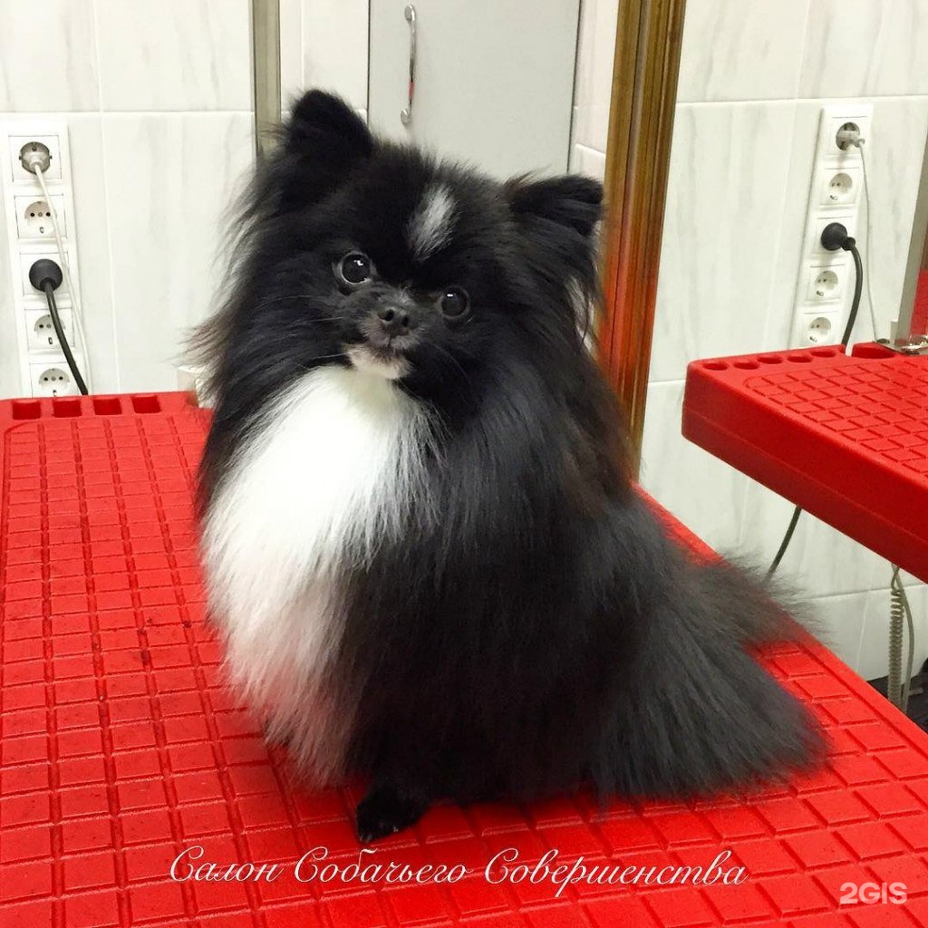 Собачье совершенство, груминг-центр — груминг Москва