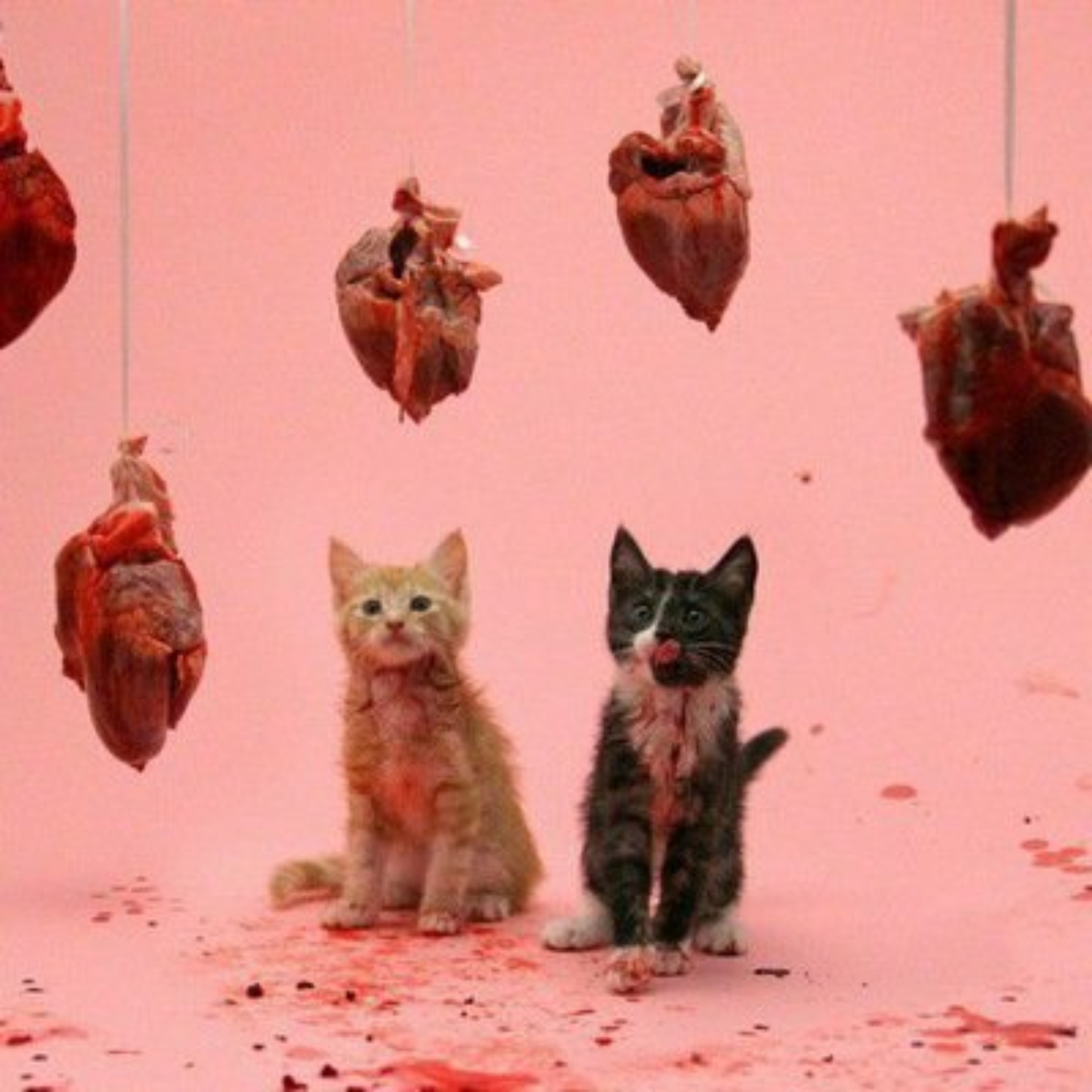 Вет Глобал, сеть ветклиник