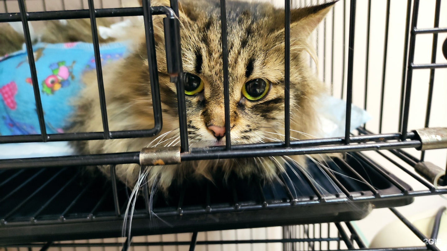 Астравет, ветеринарный центр — груминг Новосибирск