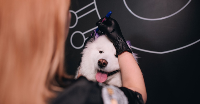 Barberdog, салон груминга — груминг Новосибирск