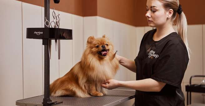 БЛЭКГРУМЕР, груминг-салон и SPA для животных — груминг Новосибирск