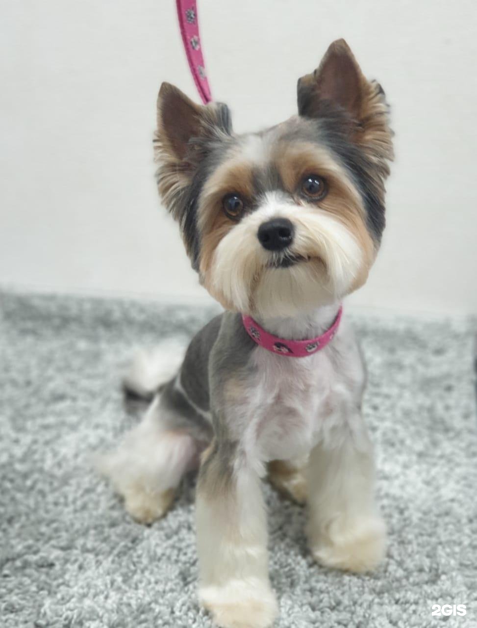 Дог Арт, центр по уходу за животными — груминг Новосибирск