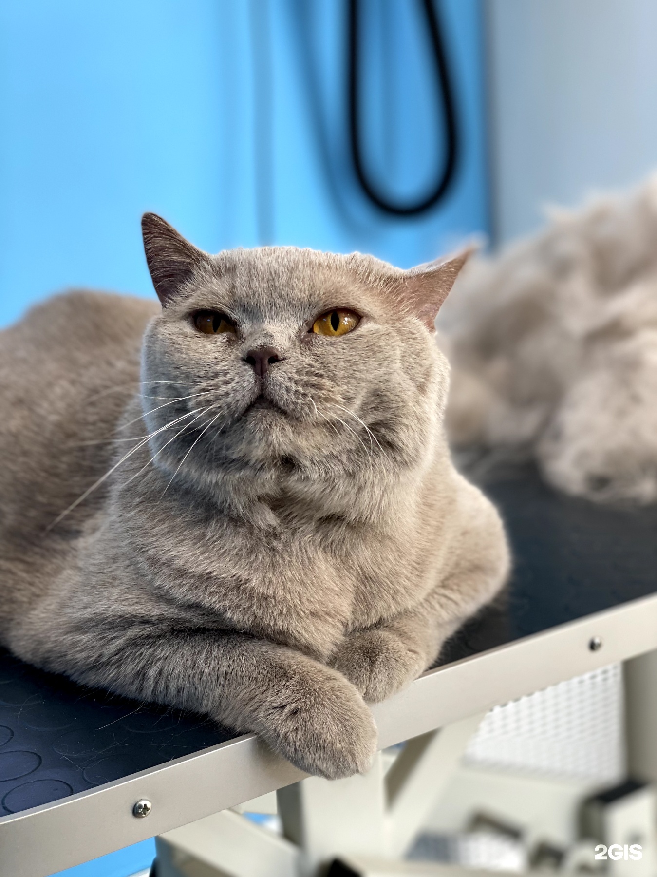 Doggo, груминг-салон — груминг Новосибирск