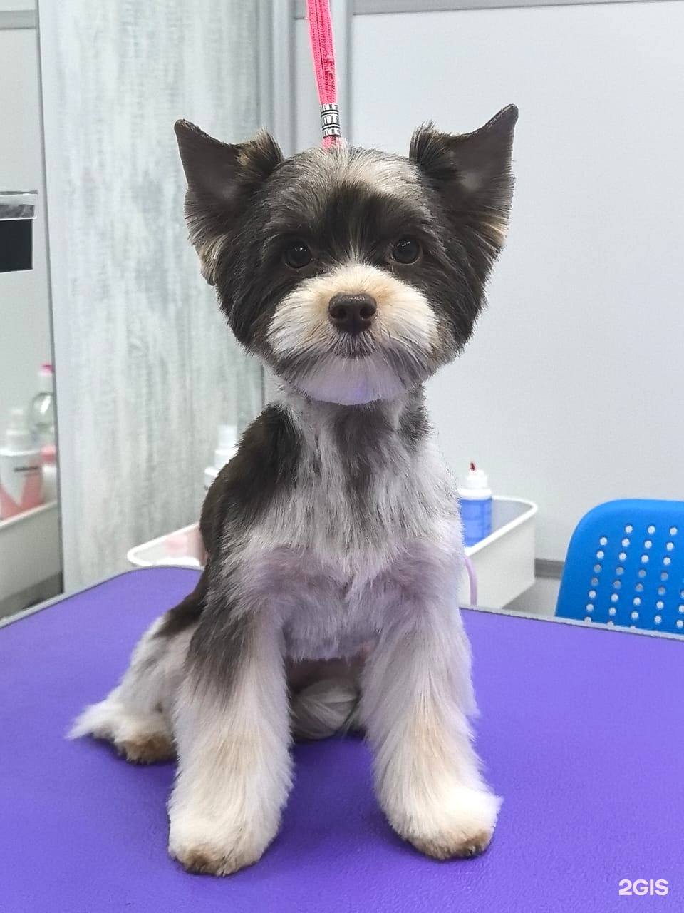 Дон Бишон, студия груминга — груминг Новосибирск