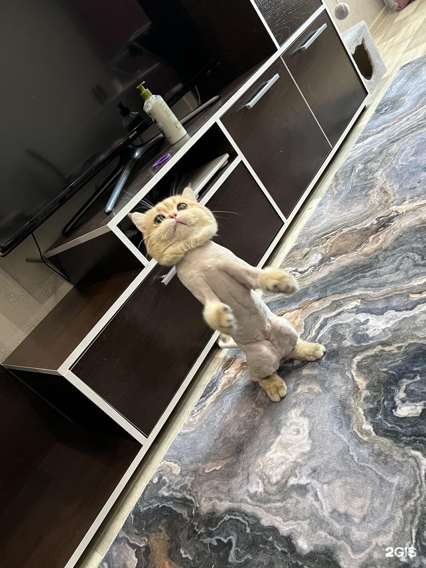 Хвостатый друг, ветеринарный центр — груминг Новосибирск