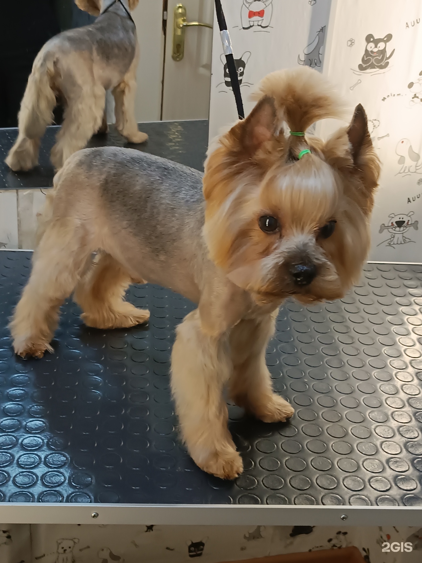 Хвостунишка, груминг-центр — груминг Новосибирск