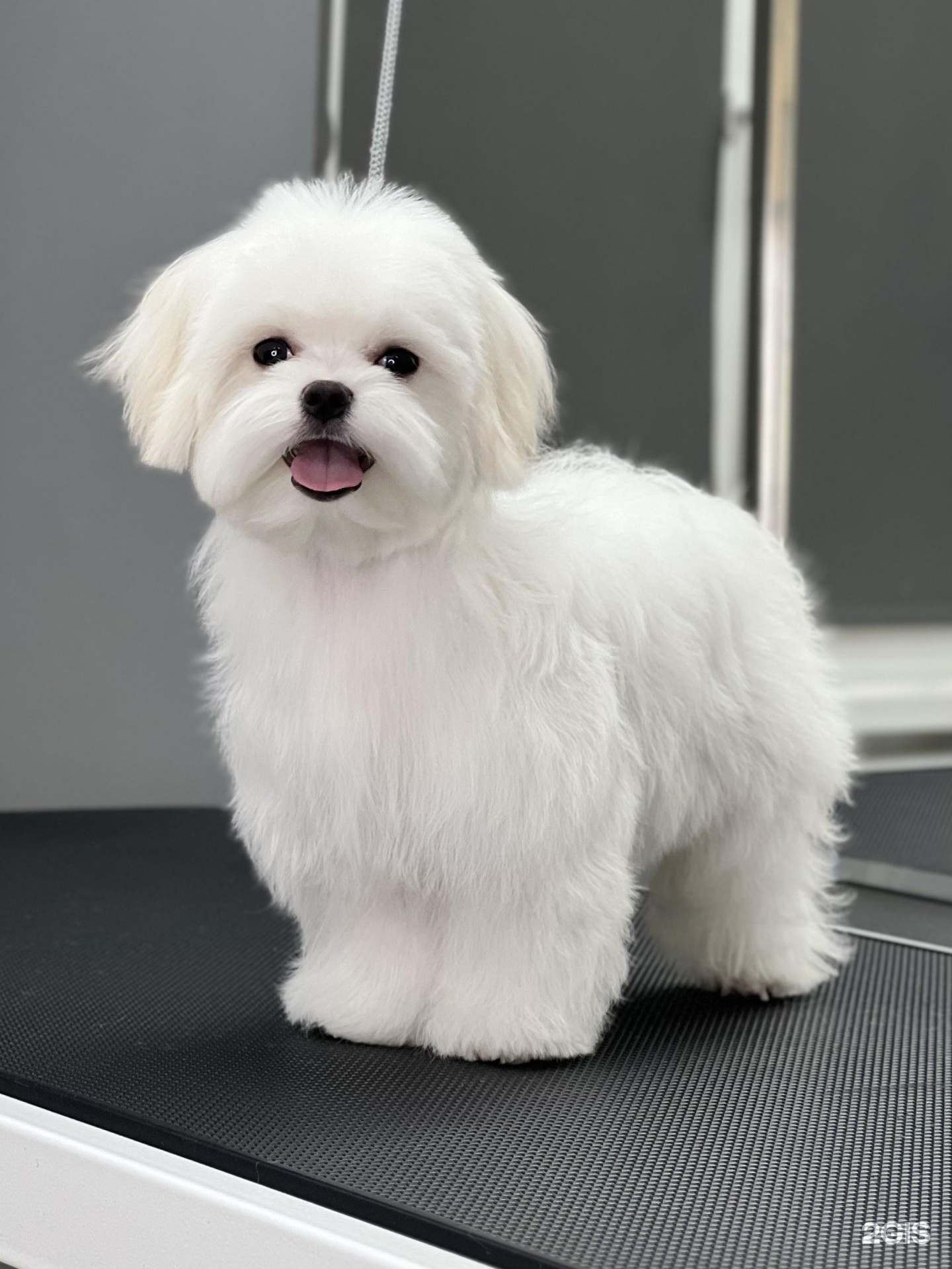 Котёнок Гав, груминг-SPA салон для питомцев — груминг Новосибирск