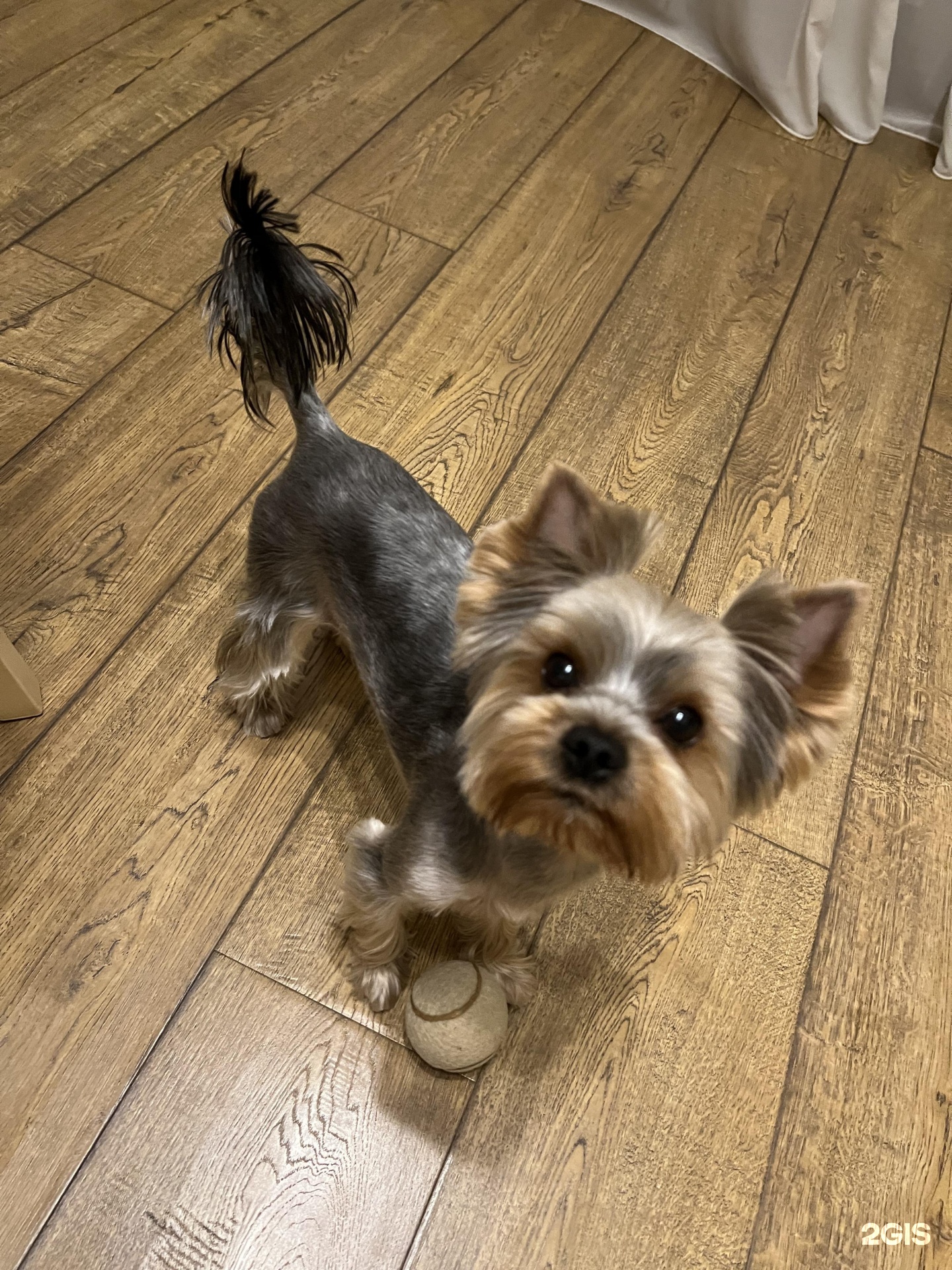 Красный кролик, сеть зоосалонов, Олимпия, Галущака — груминг Новосибирск