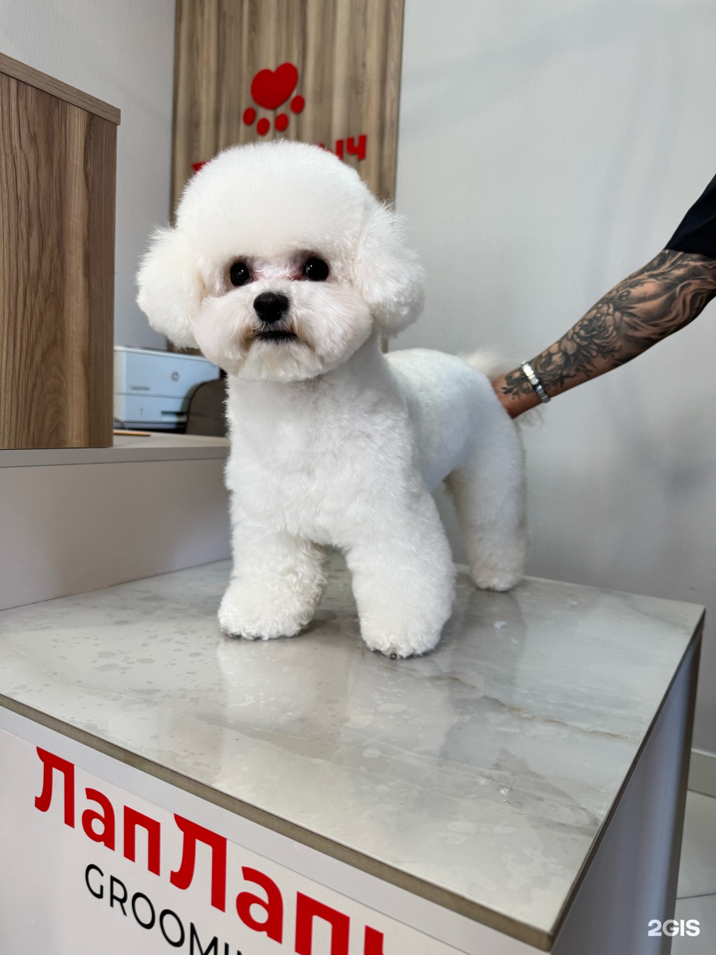 Лап Лапыч, груминг-студия — груминг Новосибирск