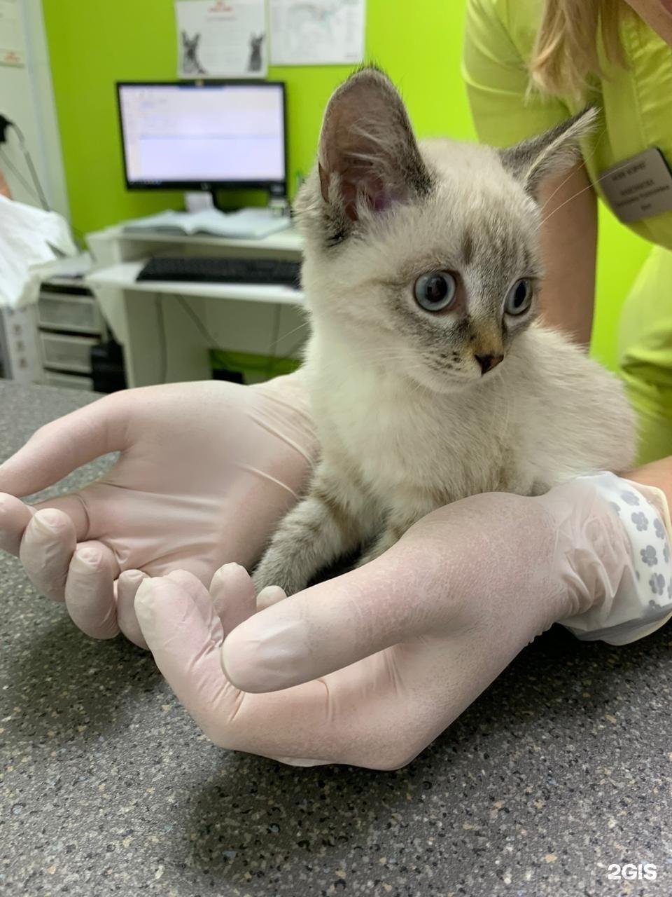 Ноев ковчег, ветеринарный центр — груминг Новосибирск