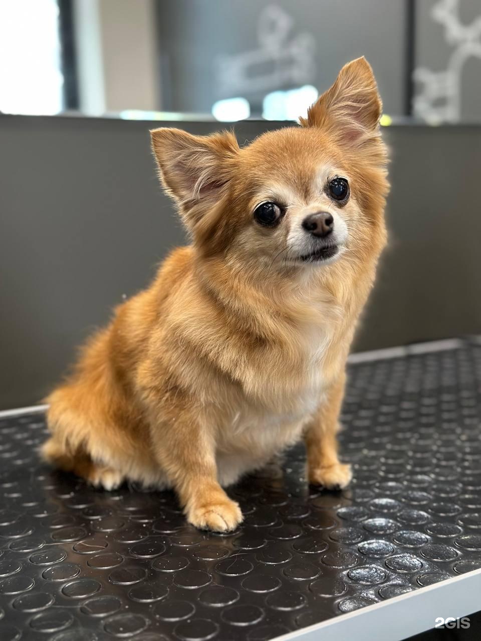 StarDog, груминг-салон и SPA для животных — груминг Новосибирск