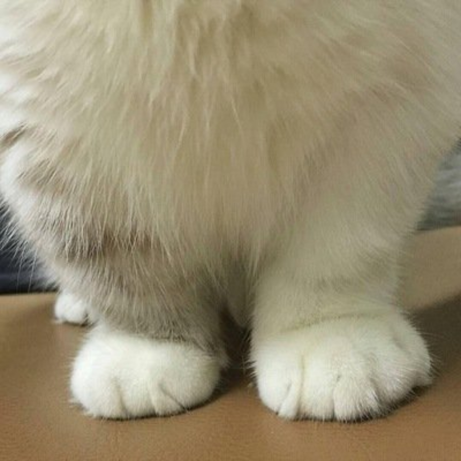 Студия заботы о ваших питомцах