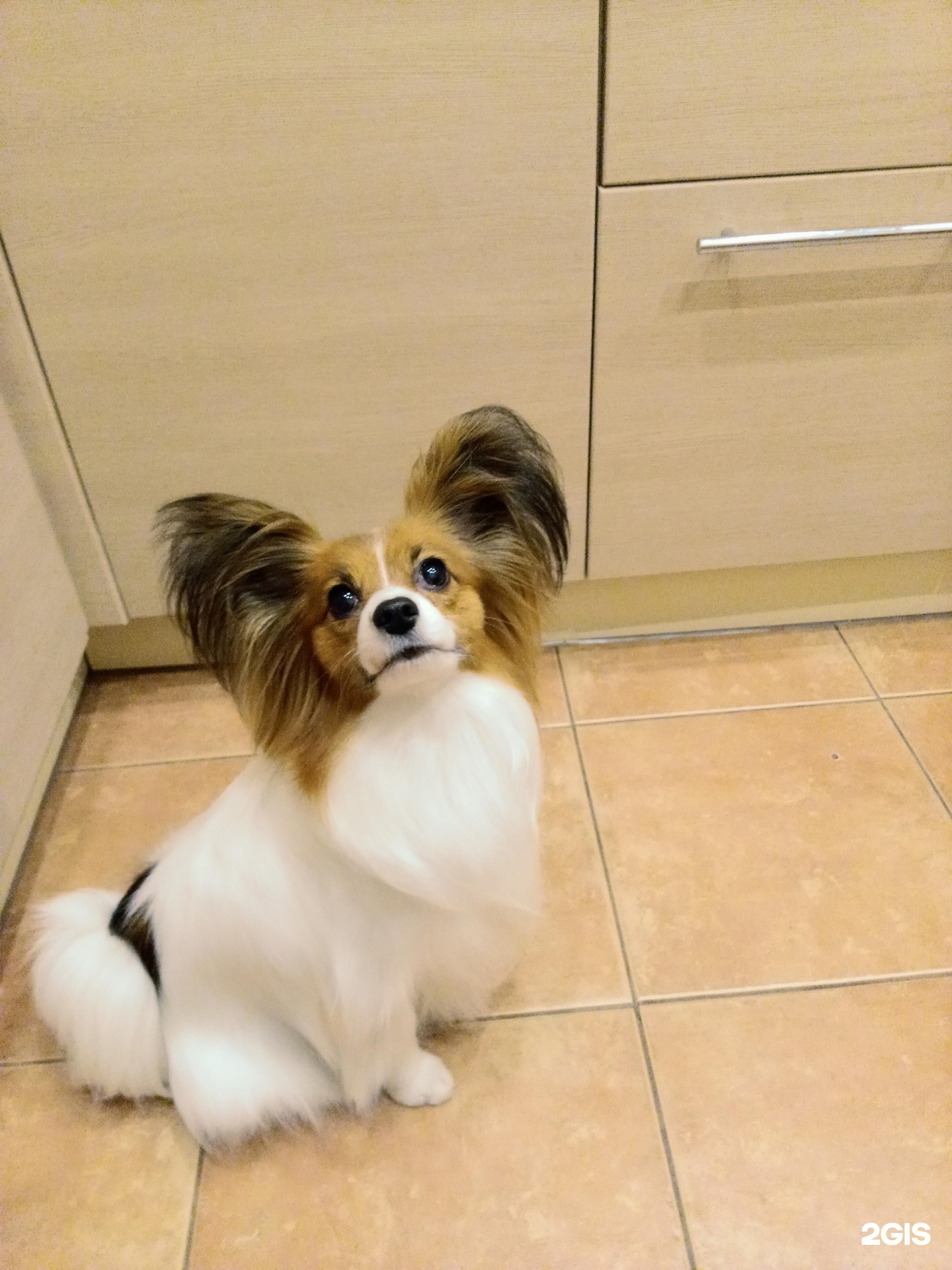 Цаца, зоосалон — груминг Новосибирск