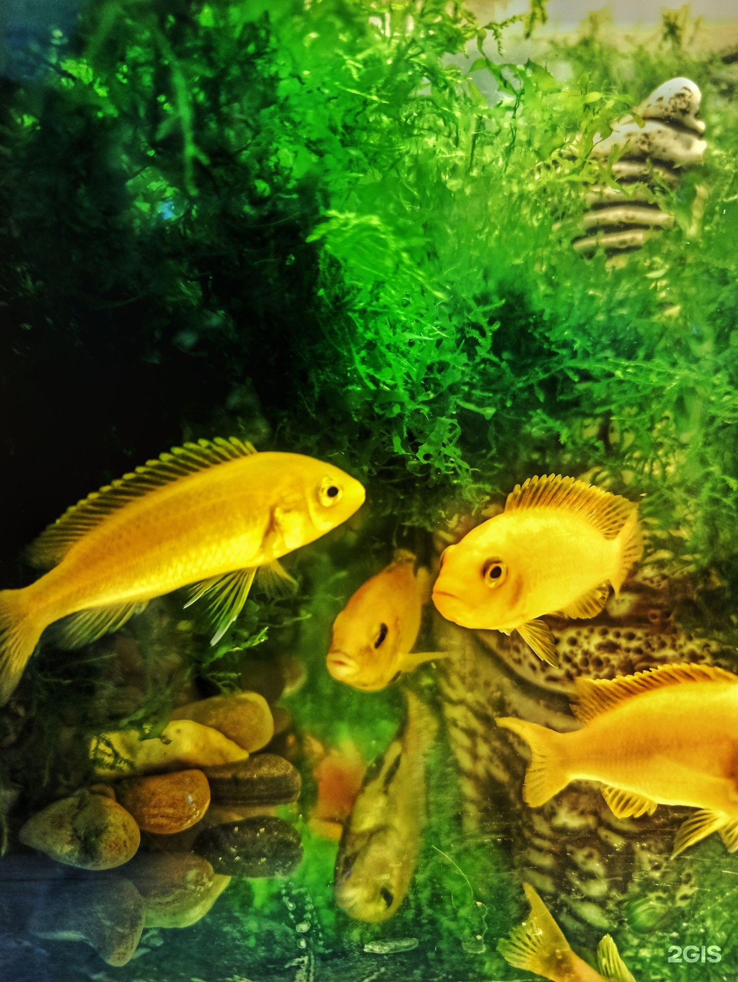 Всем хвост, зооцентр — груминг Новосибирск