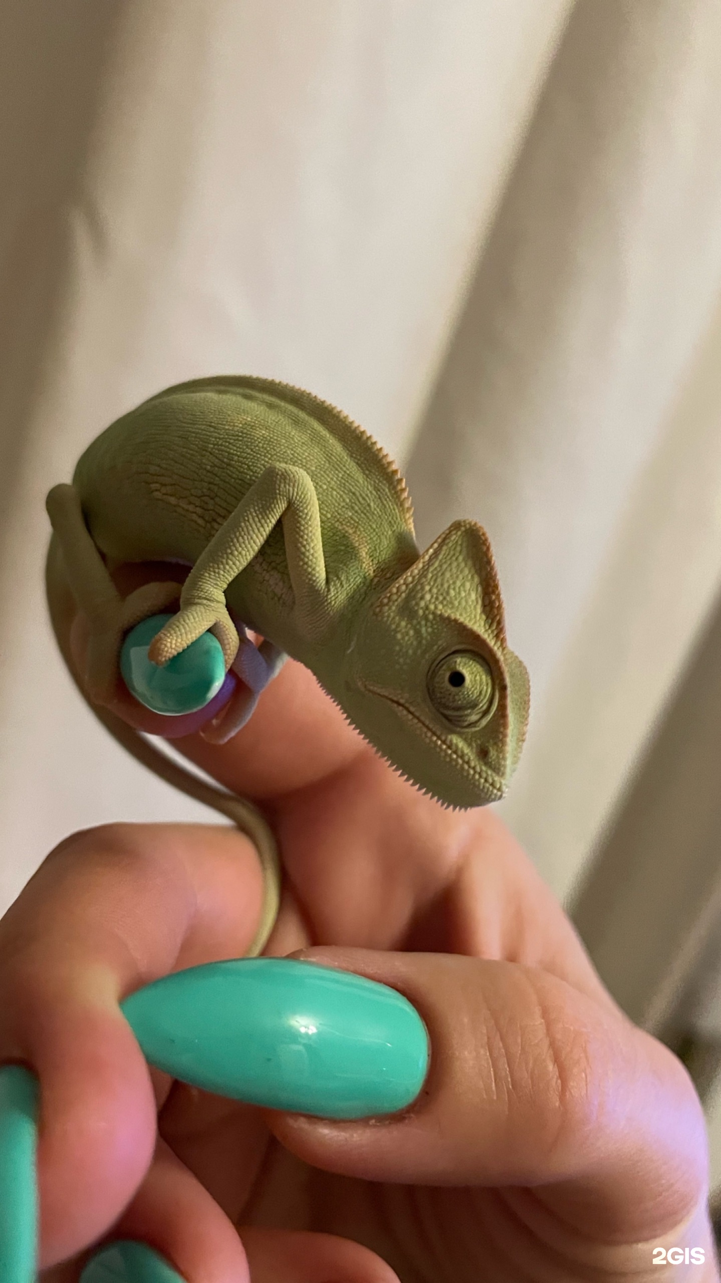 Зебра, аквазооцентр — груминг Новосибирск