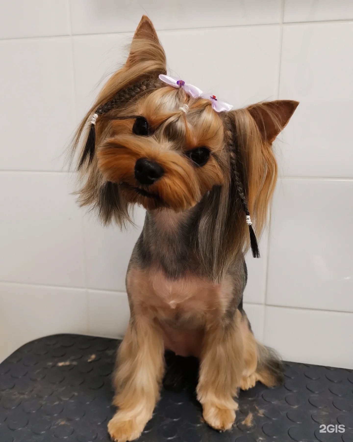 Альфа дог, зоосалон — груминг Омск