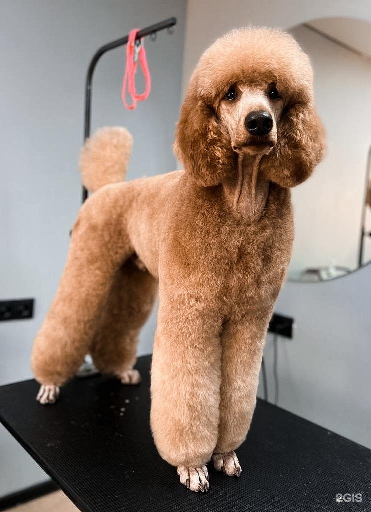 БЛЭКГРУМЕР, груминг-салон и SPA для животных