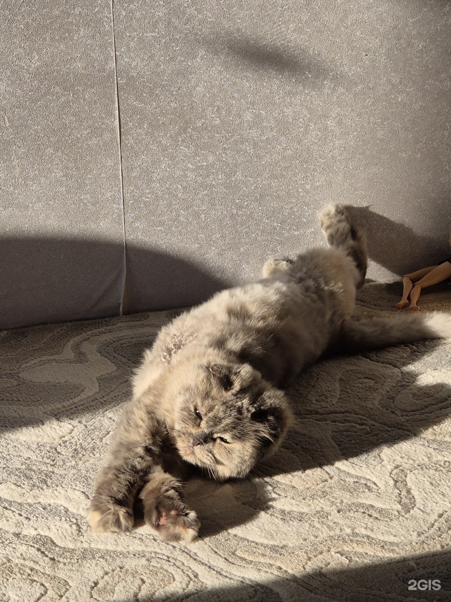 Чудо с носиком — груминг Омск