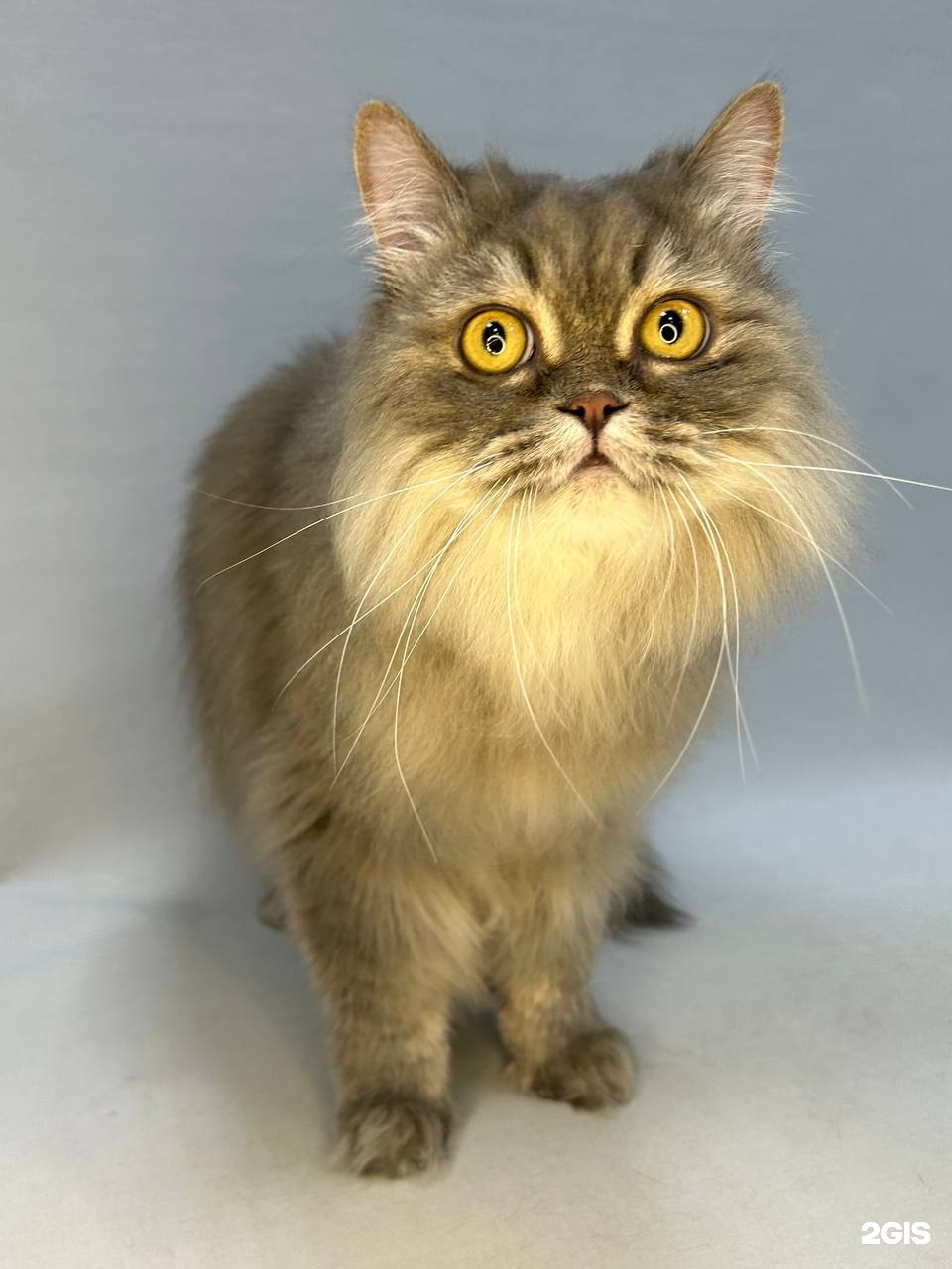 Dog Room — груминг Омск