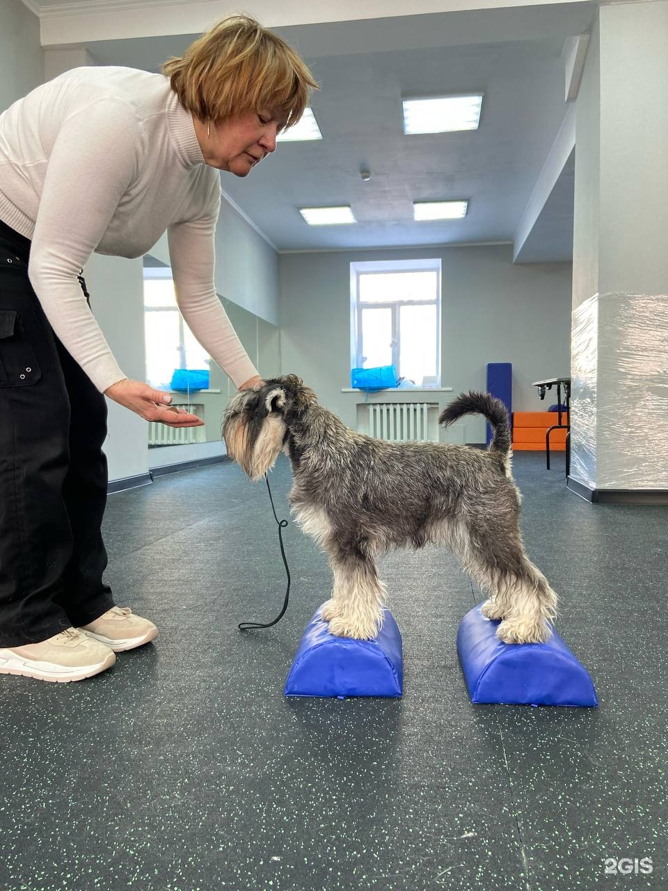Горди холл, кинологический центр — груминг Омск