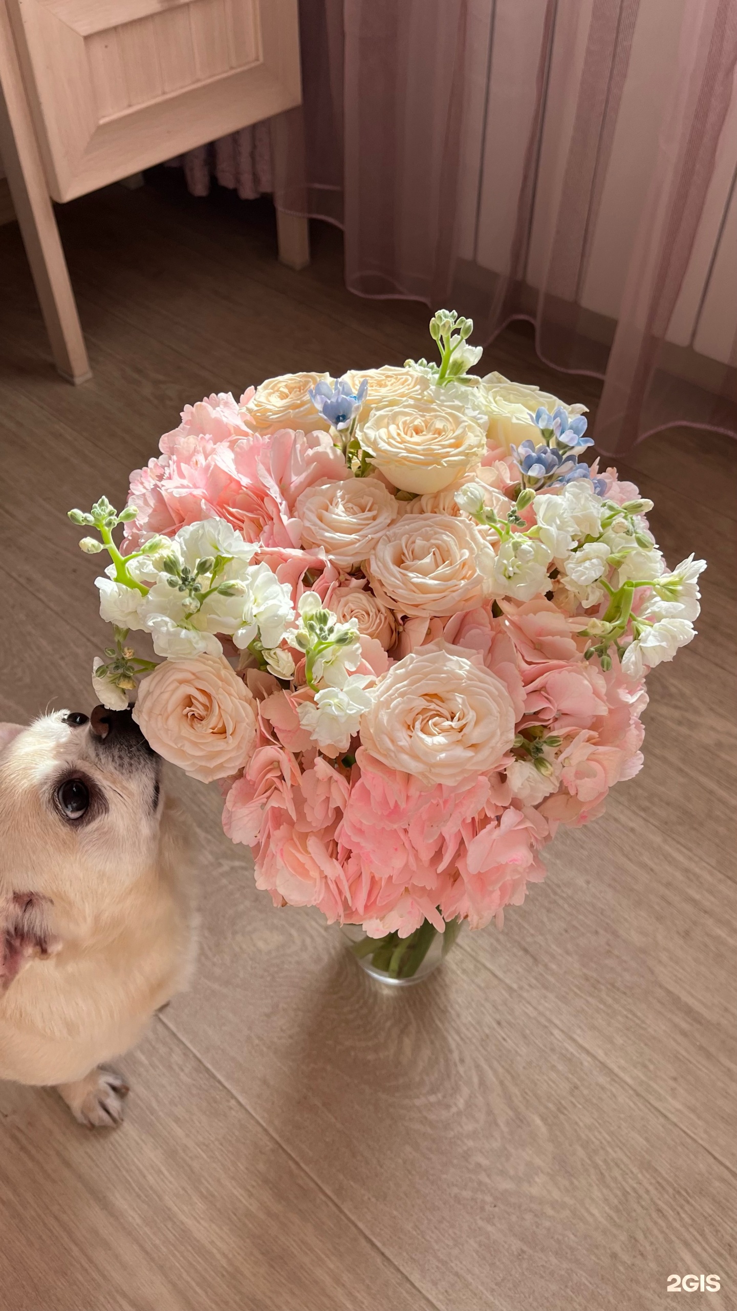 Ирбис, ветеринарный центр по лечению и уходу за животными — груминг Омск