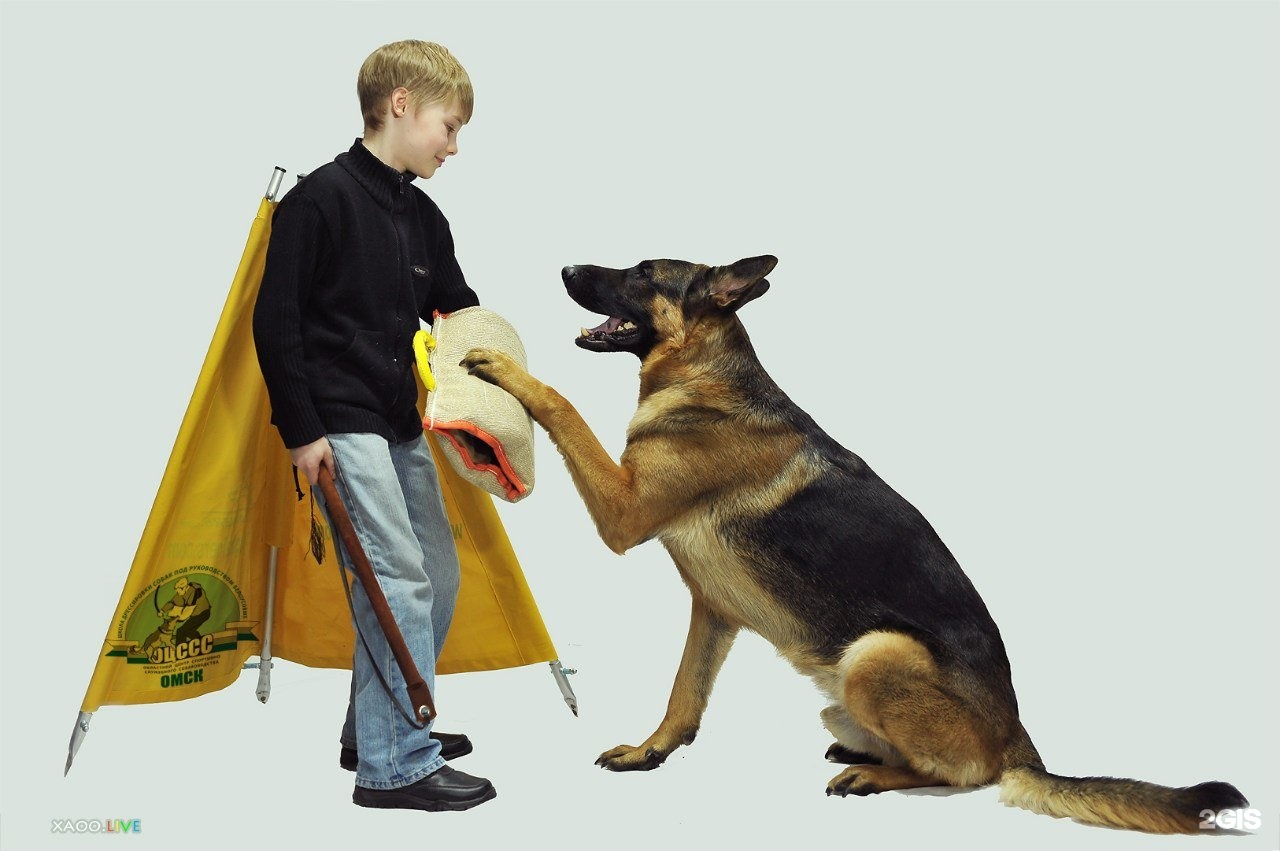 Областной центр спортивно-служебного собаководства — груминг Омск