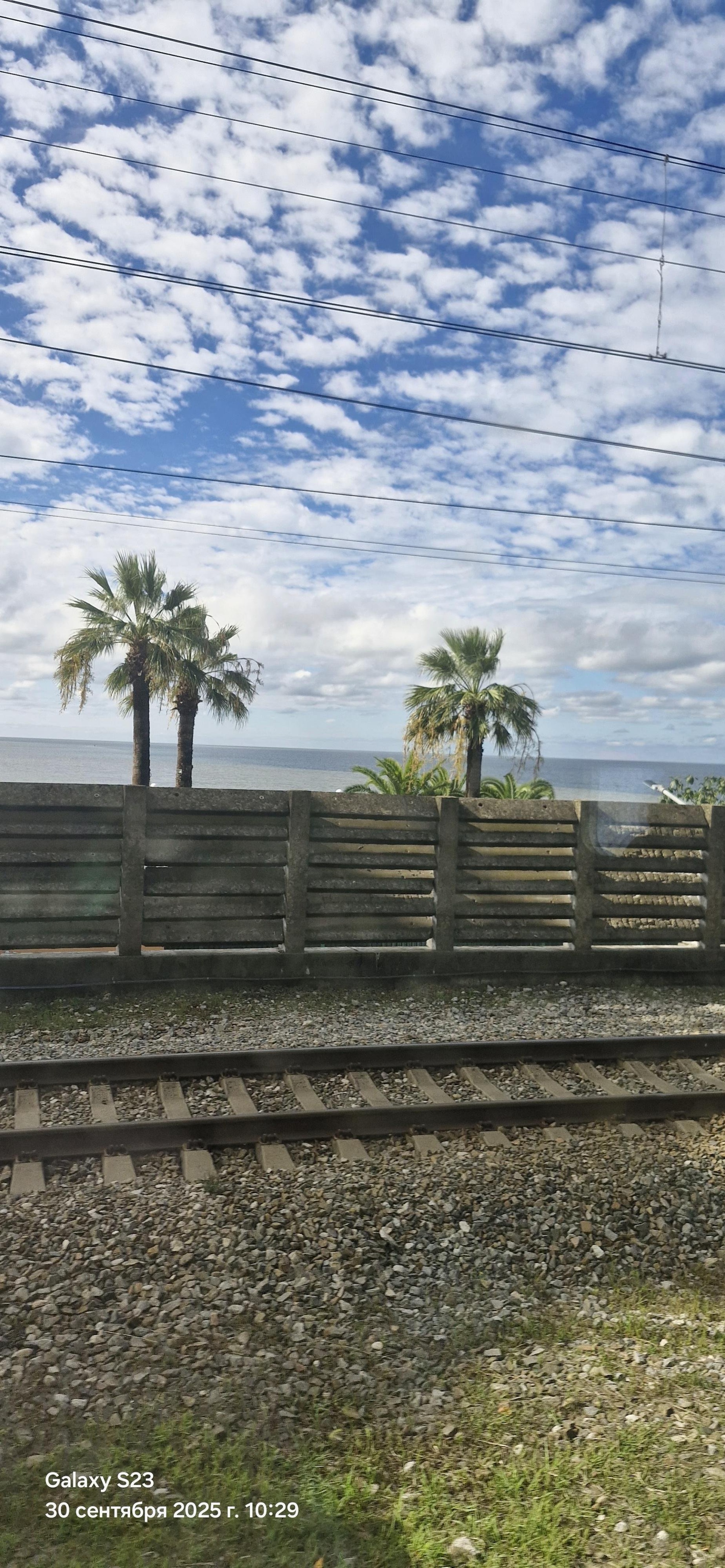 Зайцы, зоомагазин, Хитрый