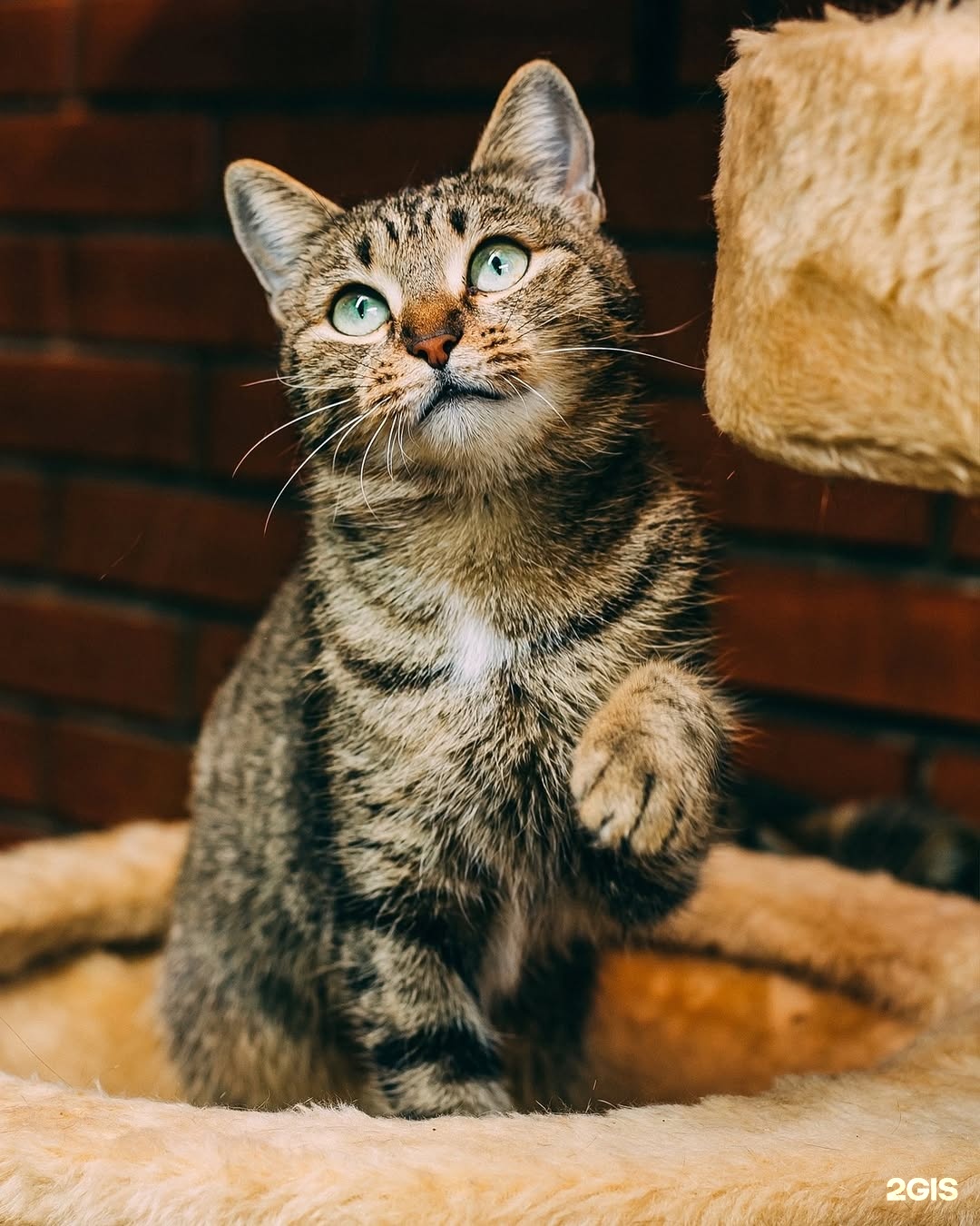 Зайцы, зоомагазин, Хитрый — груминг Омск