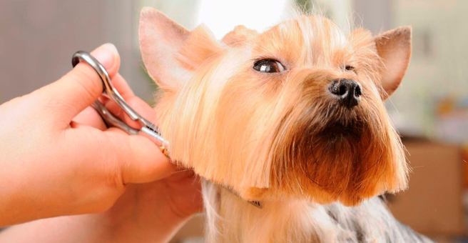 Polish, студия груминга, ТЦ Мандарин — груминг Оренбург