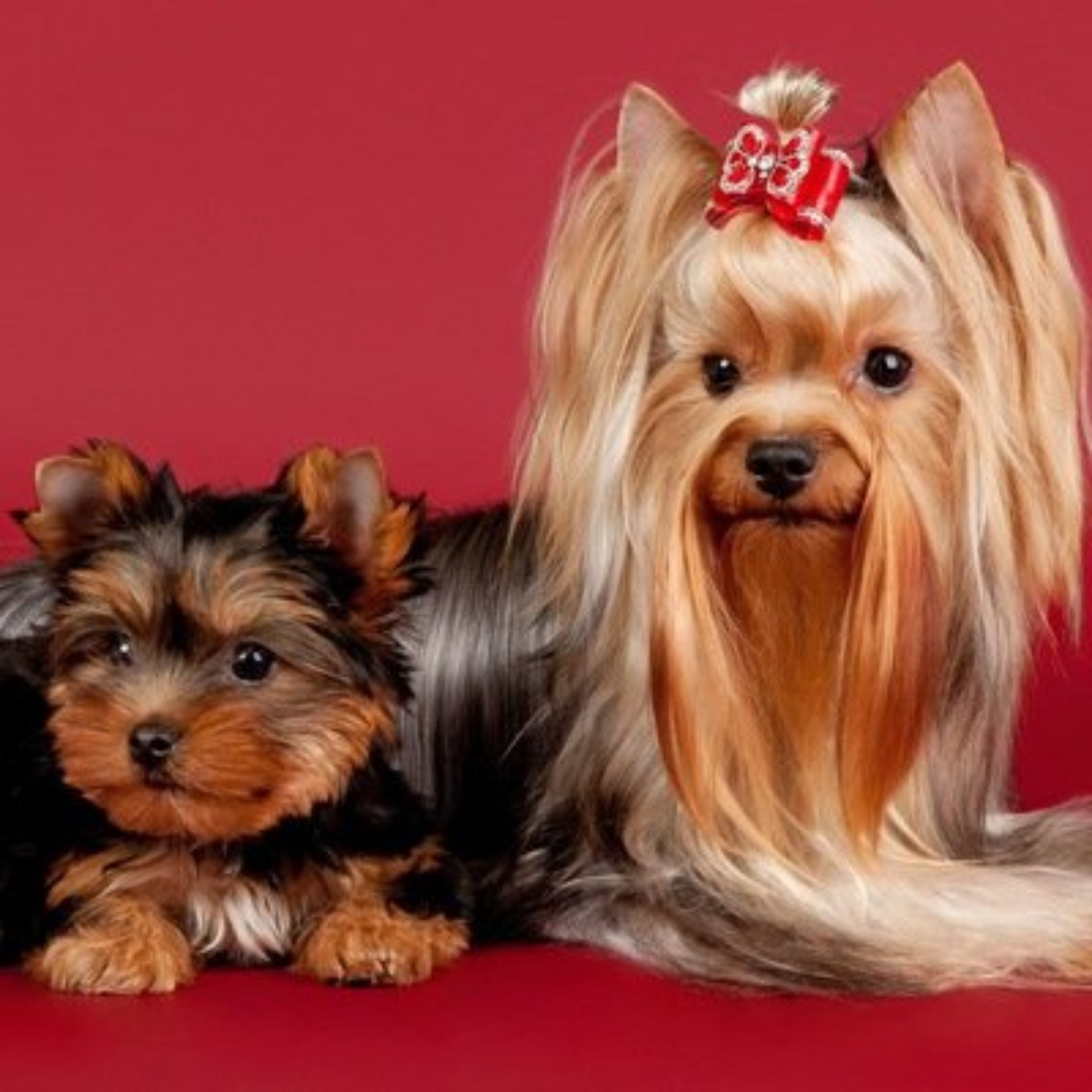 101 далматинец, салон красоты для животных, улица Крылова, 4