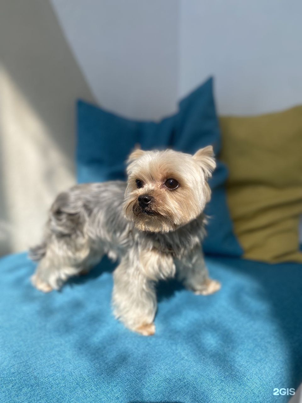 Dog is Dog, груминг-студия