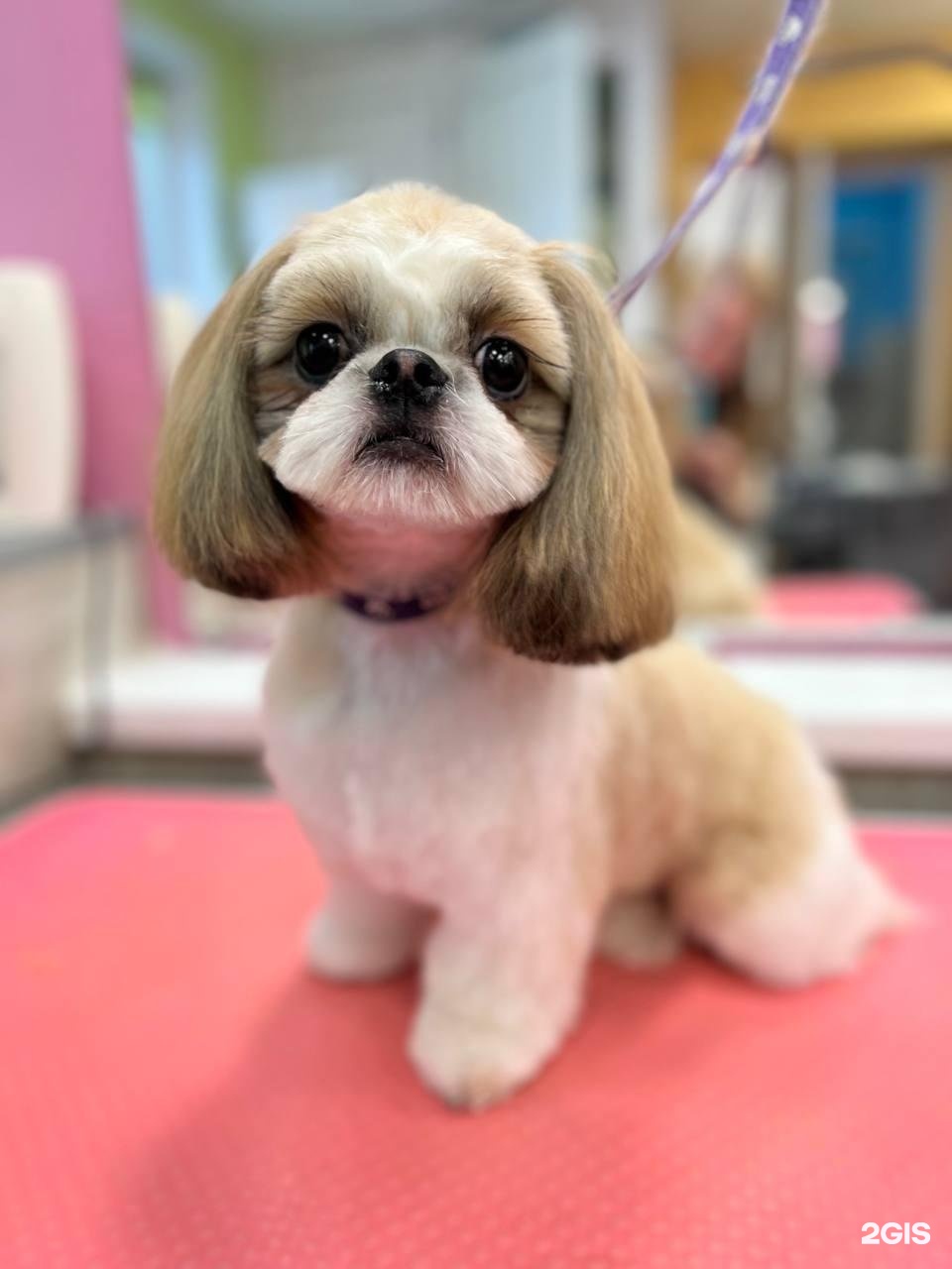 Groom, салон для животных