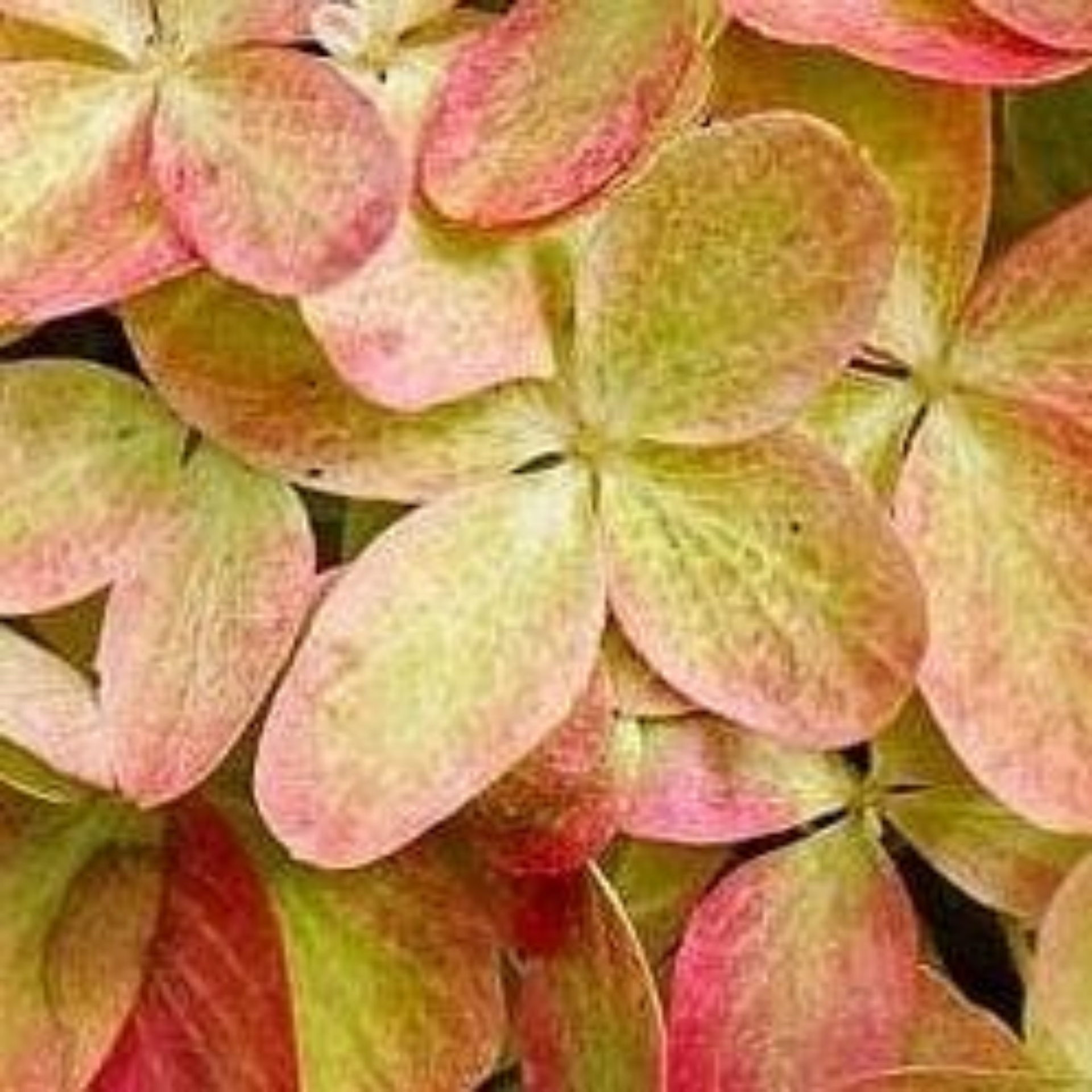 Laika, мастерская груминга