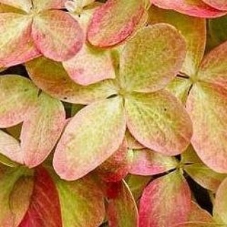 Laika, мастерская груминга