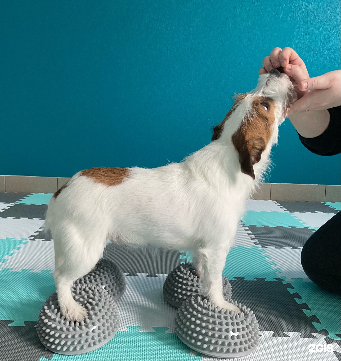 Центр ветеринарной реабилитации доктора Бедаковой