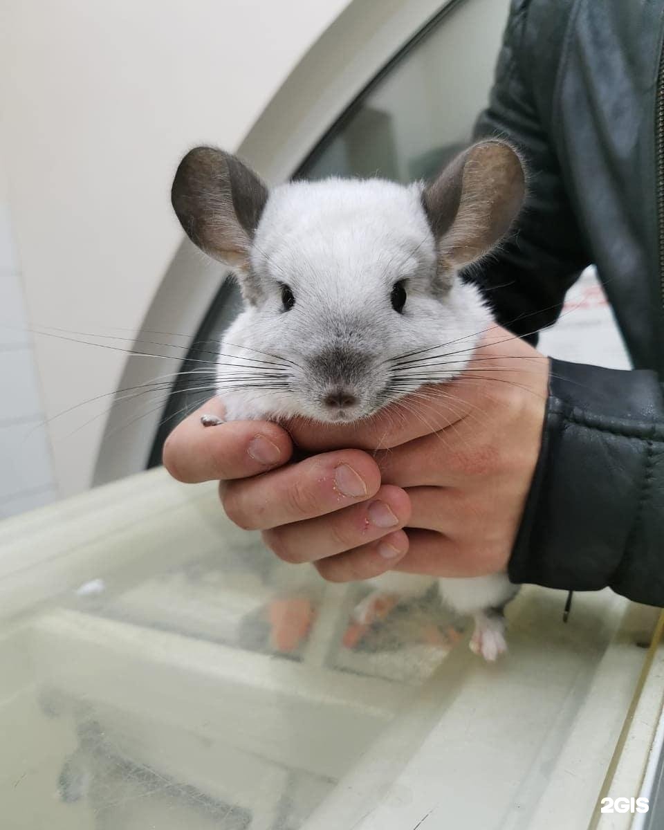 Афф-Вет, многопрофильный ветеринарный центр — груминг Санкт-Петербург