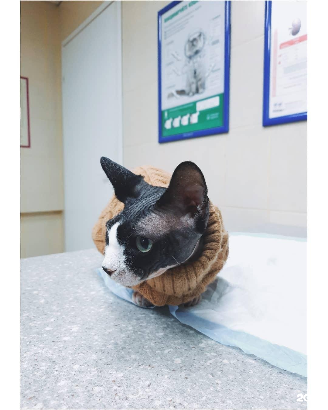 Челси, ветеринарная клиника — груминг Санкт-Петербург