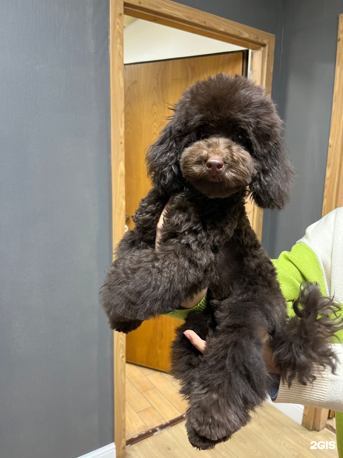 Домашний любимец, салон красоты для животных — груминг Санкт-Петербург