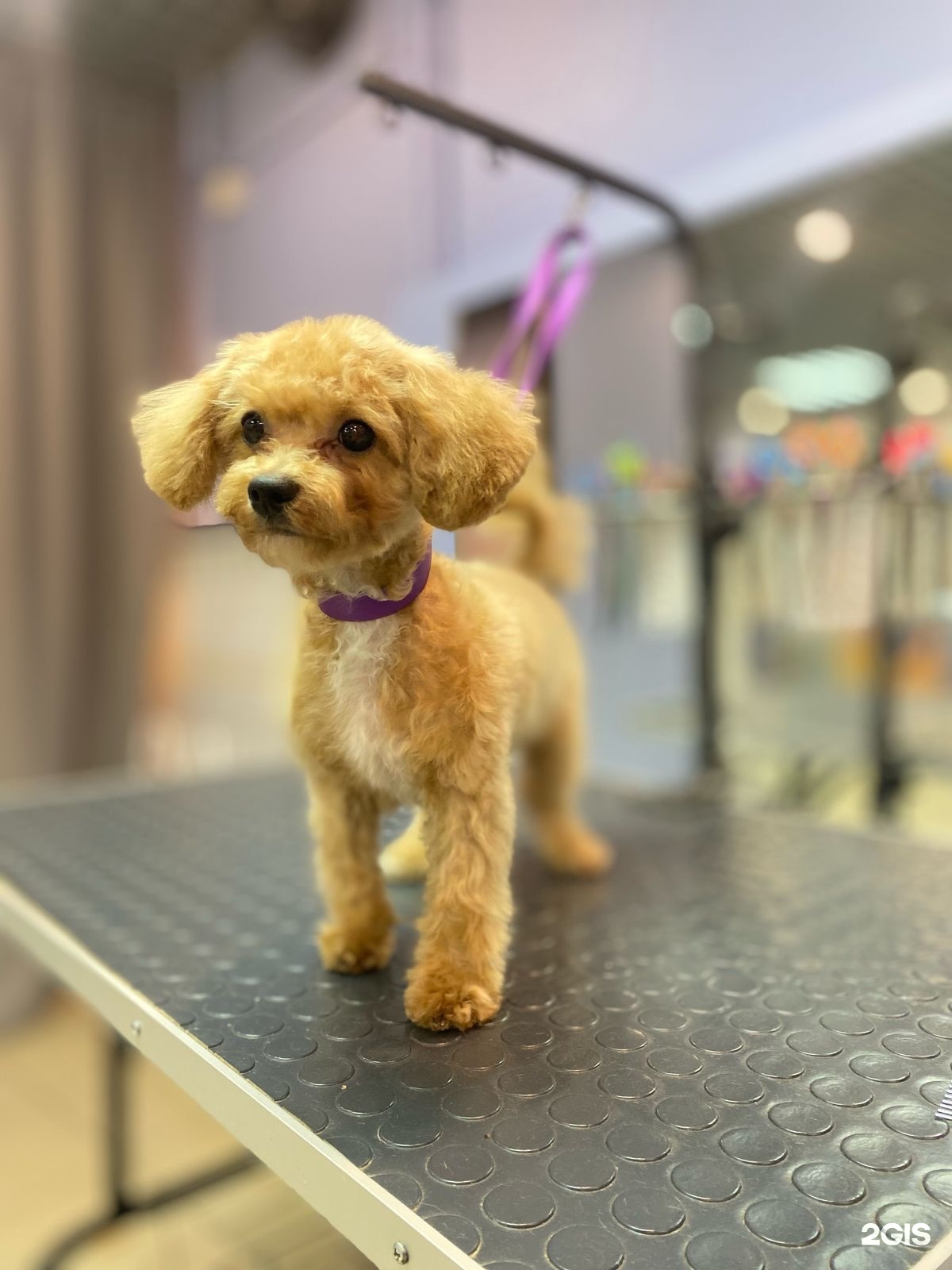 Like a puppy, груминг-салон — груминг Санкт-Петербург