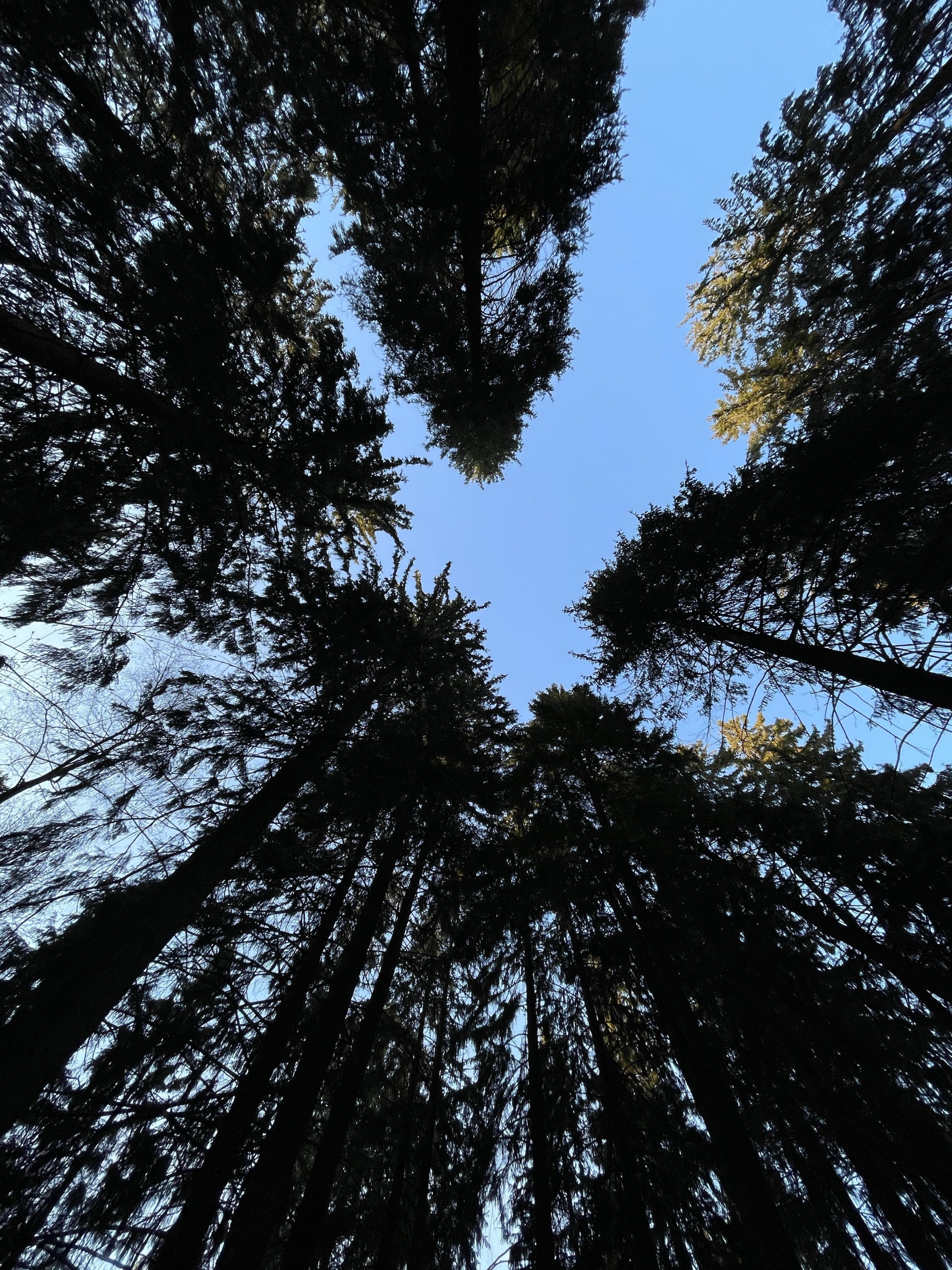 Любимый нос, груминг-салон