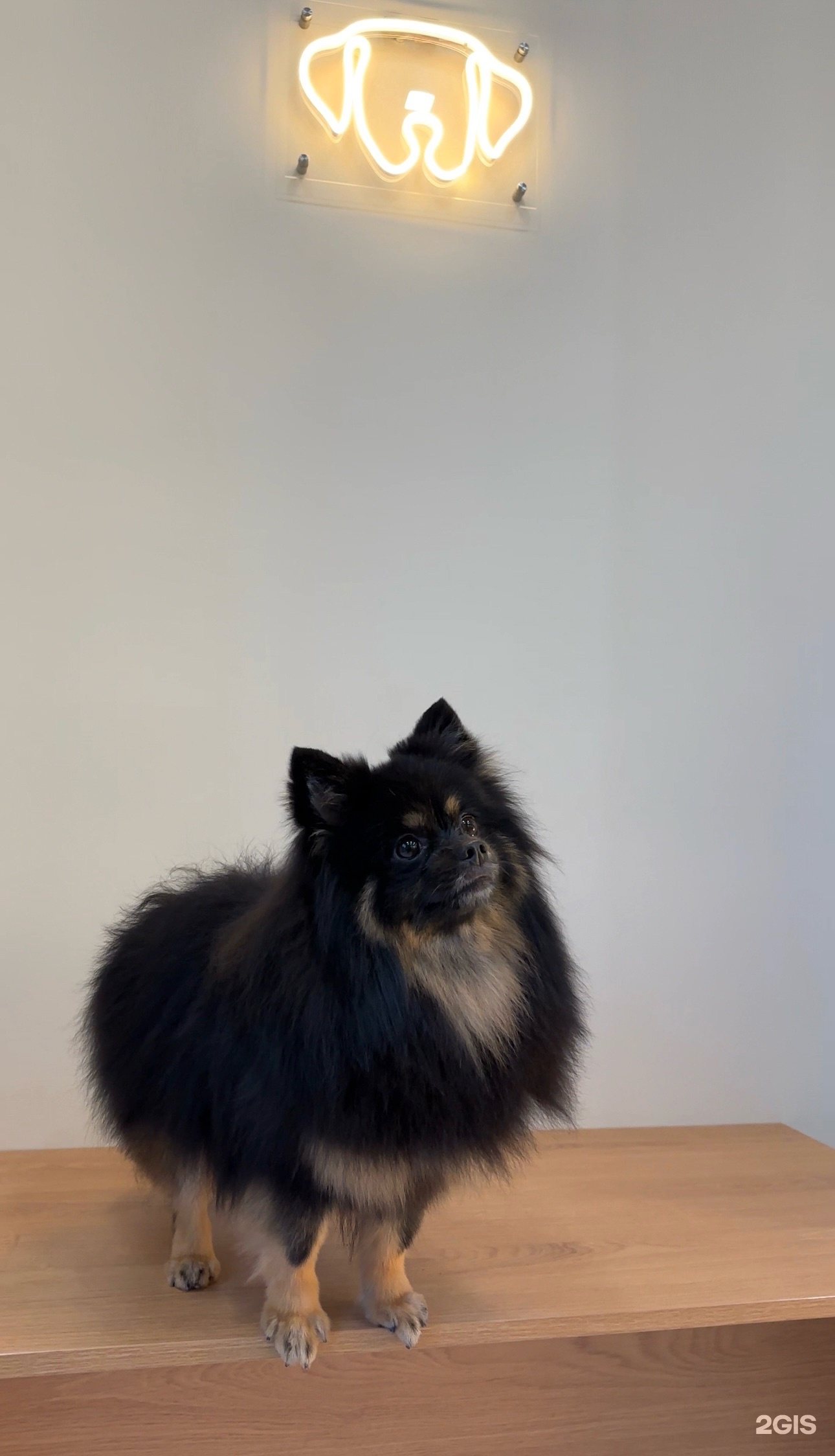 Point, ветеринарный центр — груминг Санкт-Петербург