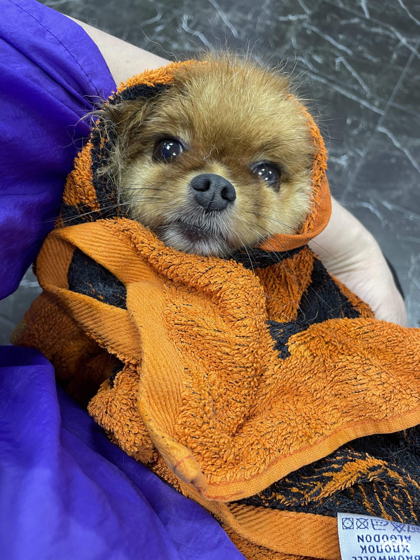 Пушистый рай, груминг-студия — груминг Санкт-Петербург