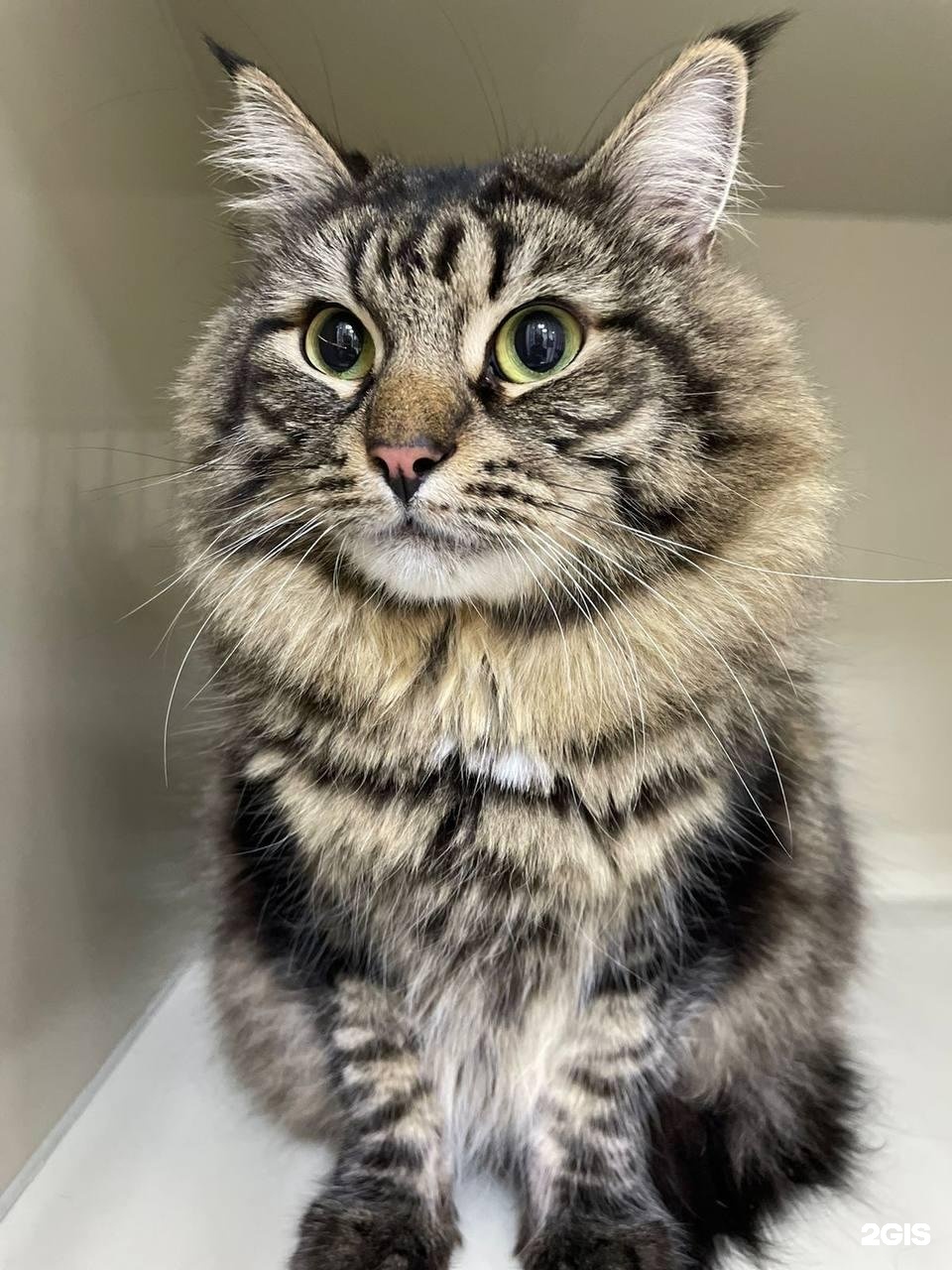 Ситивет, ветеринарный центр — груминг Санкт-Петербург