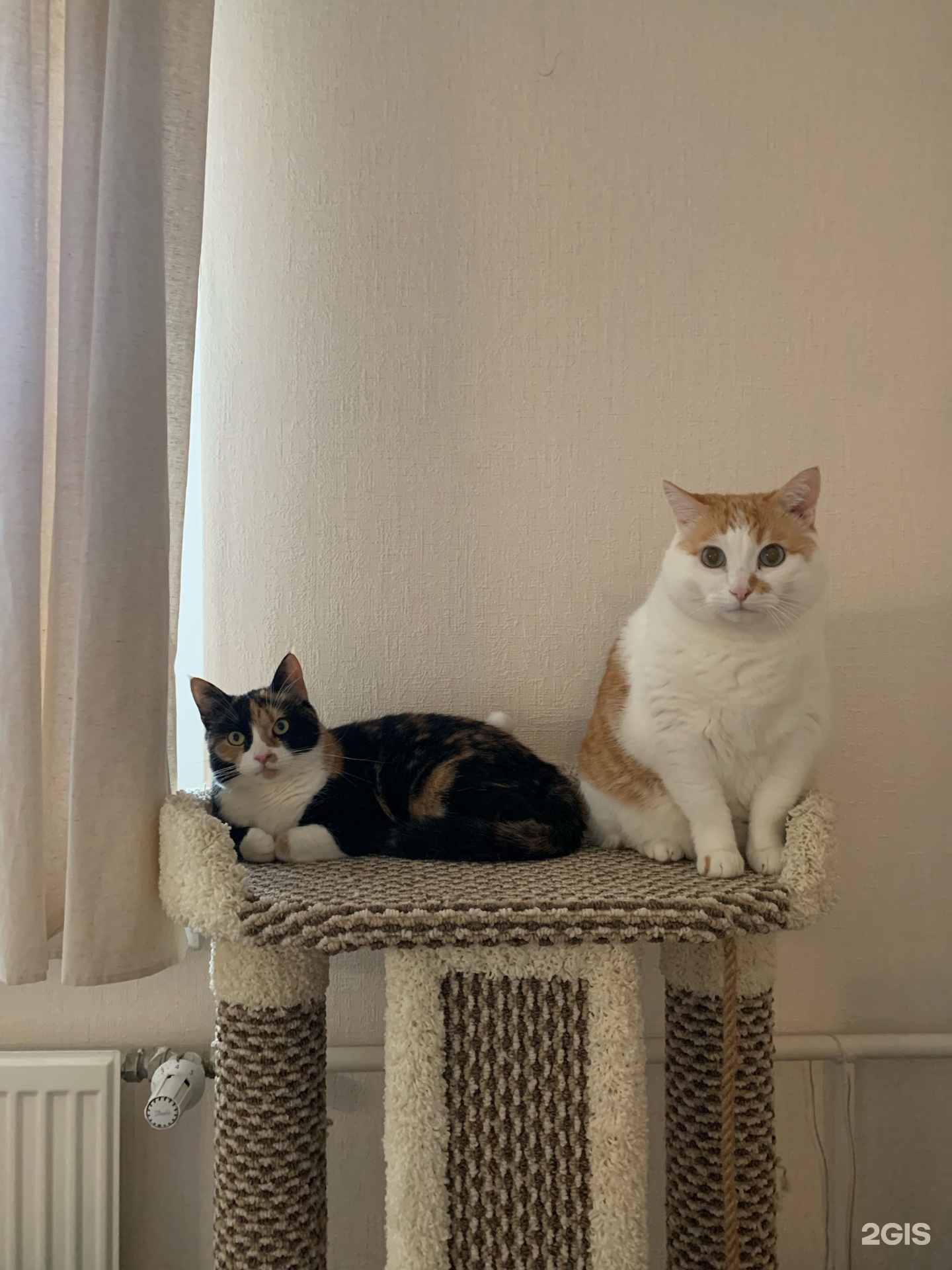 Ситивет, ветеринарный центр — груминг Санкт-Петербург