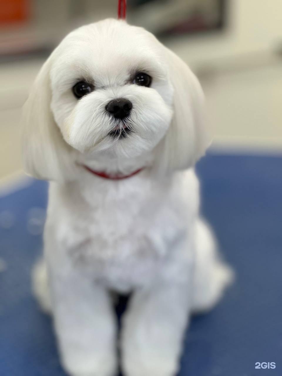 Чехвост, зоосалон — груминг Самара