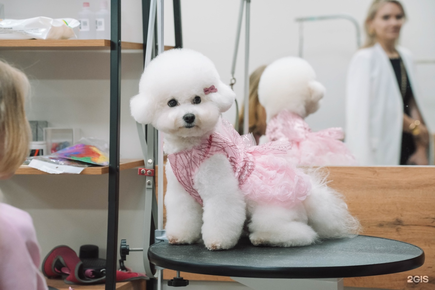 Чехвост, зоосалон — груминг Самара