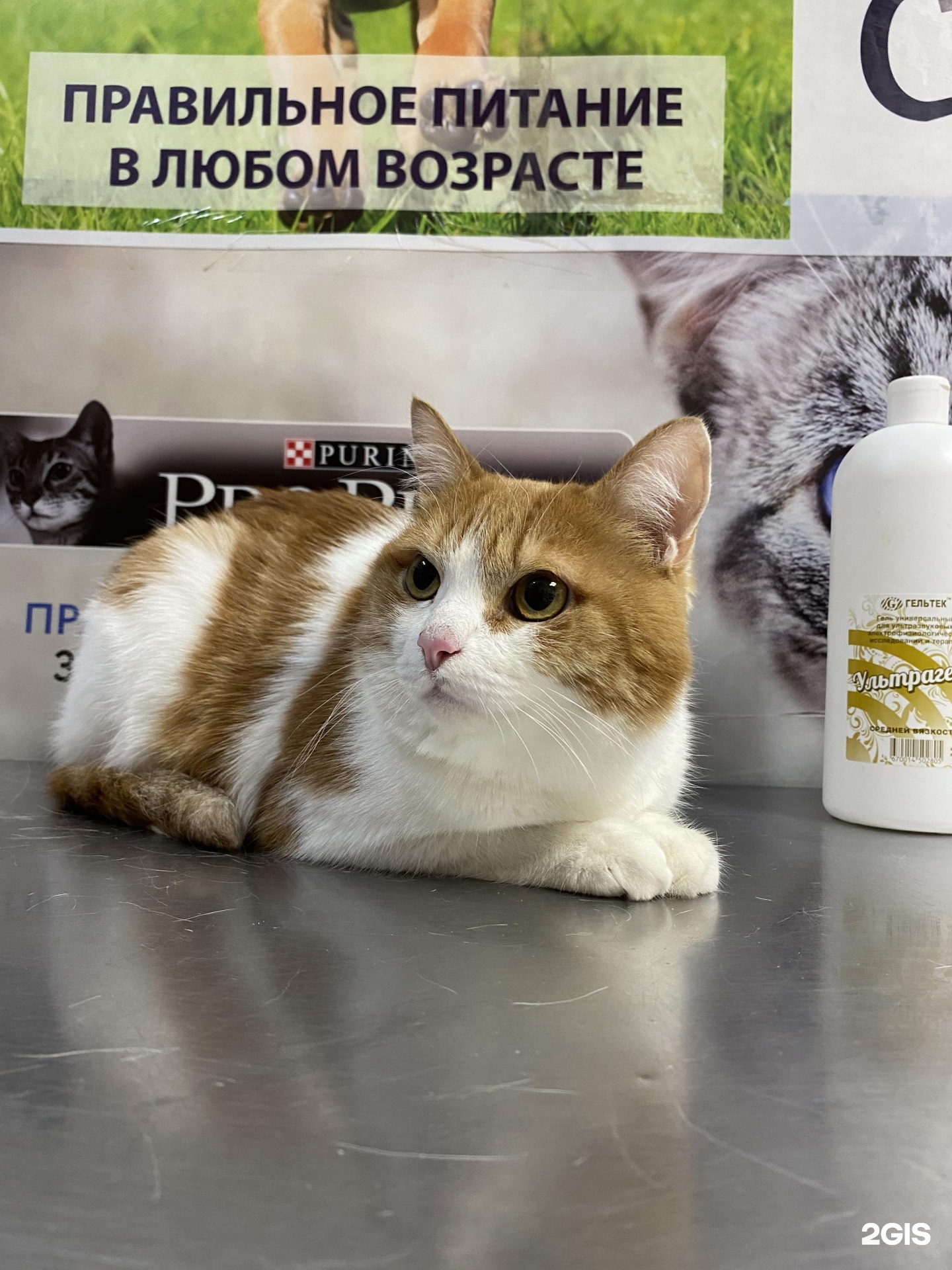 Mr. Dilan, зооцентр-магазин, Казачья — груминг Самара